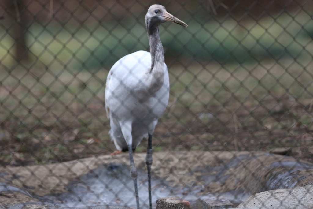 161227-5タンチョウの幼鳥
