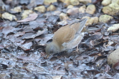 170125-1水を飲むシロハラ