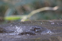 170304-3ヒヨドリの水浴び