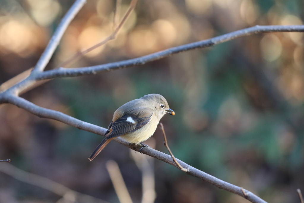 161216-3ペレットを吐き出すジョウビタキ♀（１／２）