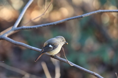 161216-3ペレットを吐き出すジョウビタキ♀（１／２）