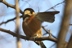 161223-7ヤマガラ