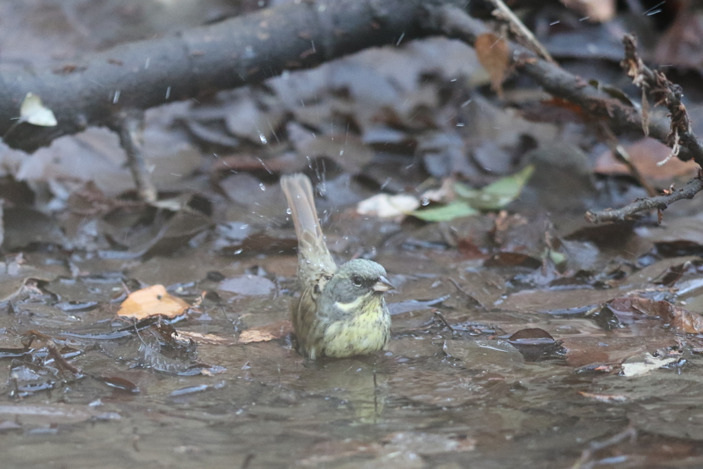 170208-2アオジ♂の水浴び