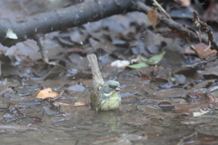 170208-2アオジ♂の水浴び