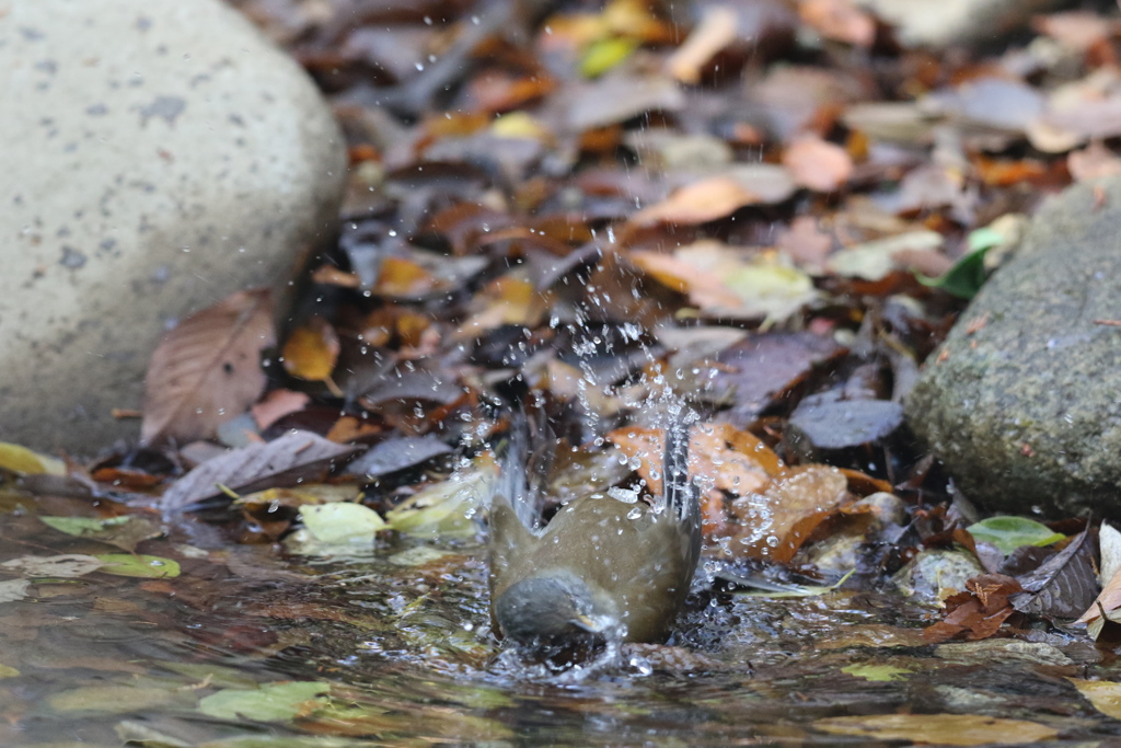161126-8シロハラ♂の水浴び