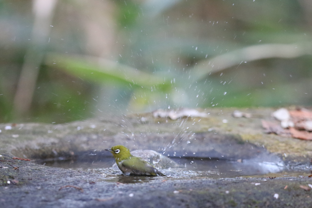 161212-1メジロの水浴び