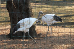 170122-2タンチョウの幼鳥