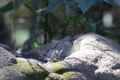 170204-14メジロの水浴び