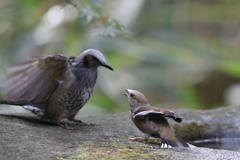 161130-28今度はヒヨドリに食ってかかるシメのお嬢さん（１／２）