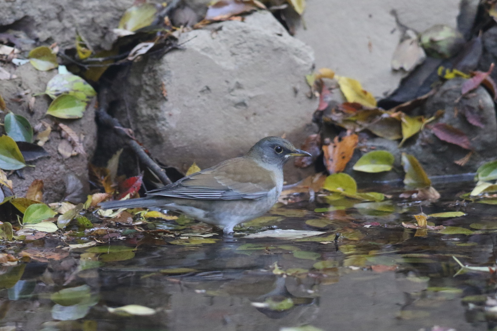 161117-4シロハラ♂の水浴び
