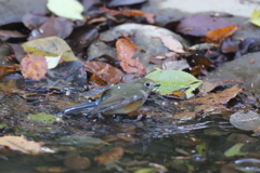 161130-6ルリビタキのお嬢さんのご入浴