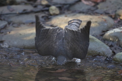 170226-3ツミ♀の水浴び