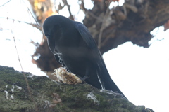 170107-3何を食べているの？・カラス