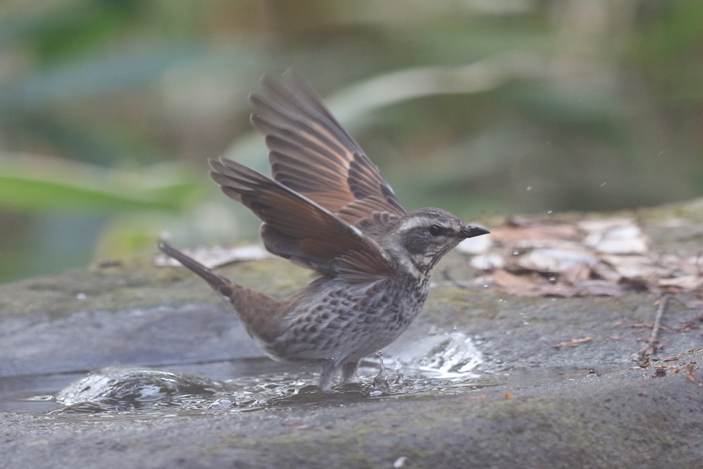 161219-8ツグミの水浴び