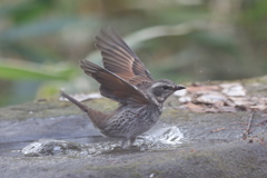 161219-8ツグミの水浴び