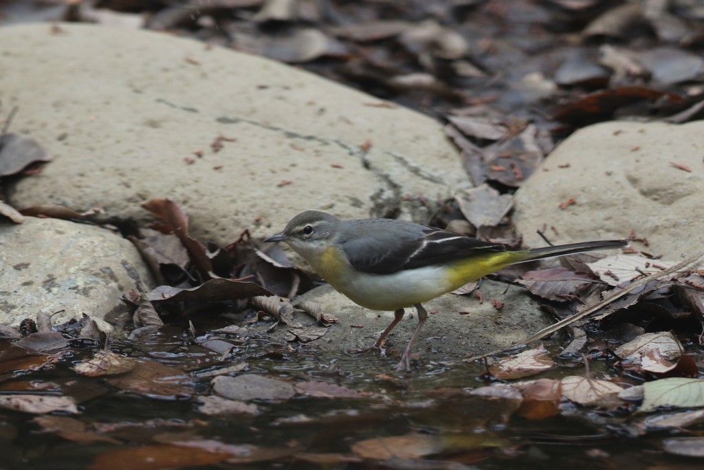 161226-1キセキレイ
