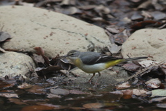 161226-1キセキレイ