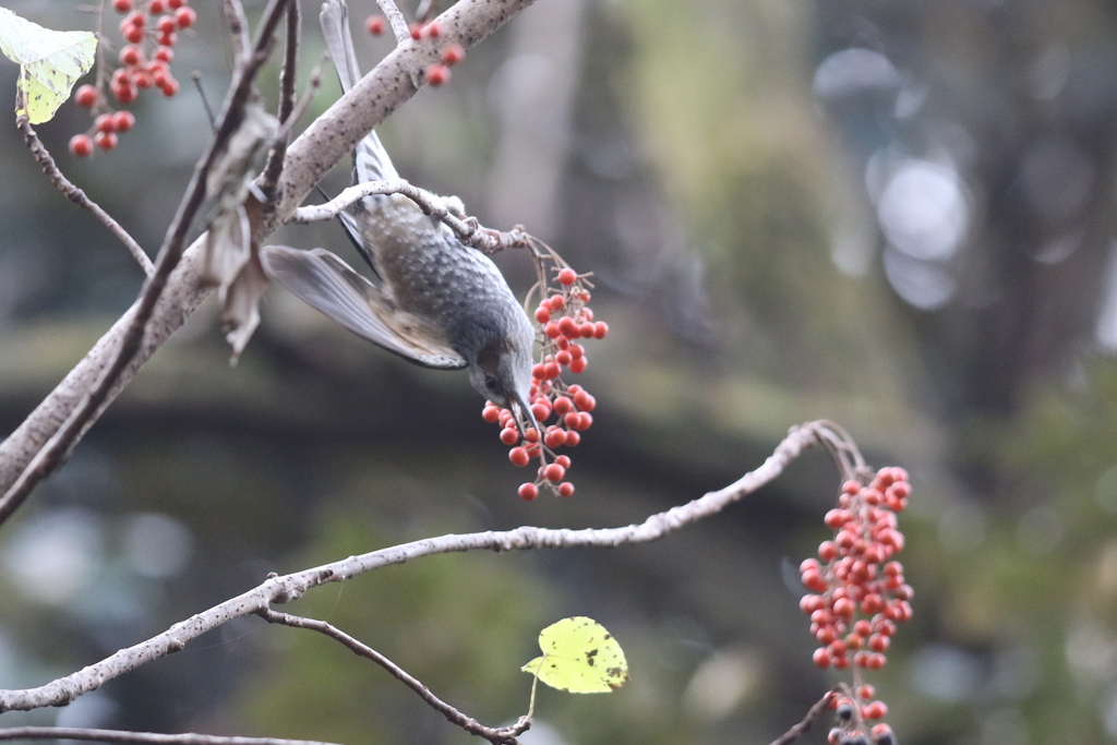 161204-8イイギリの実を食べるヒヨドリ（１／４）