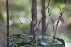 161203-32ウグイス