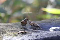 161219-21アトリの喧嘩（２／５）