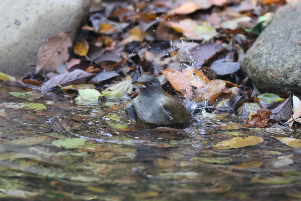 161126-6シロハラ♂の水浴び
