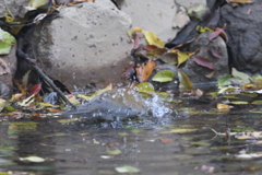 161117-5シロハラ♂の水浴び