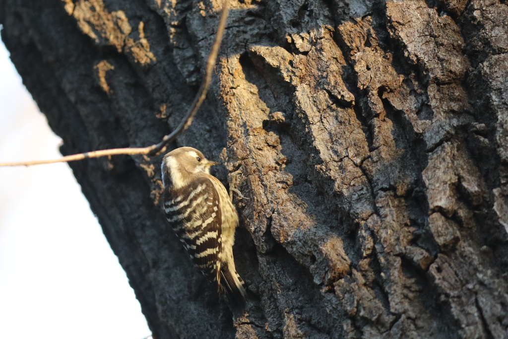 170106-3コゲラ