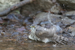 170226-5ツミ♀の水浴び