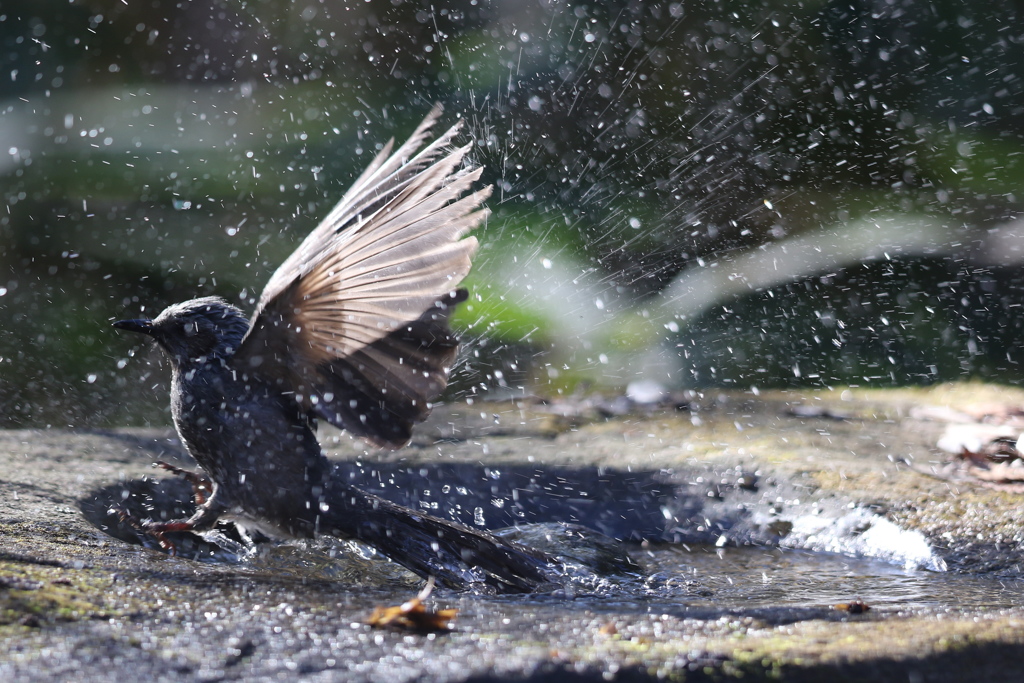170107-14ヒヨドリの水浴び２