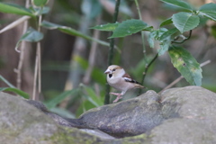 170113-5シメ♀
