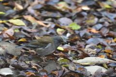 161126-5ペレットを吐き出すシロハラ♂（３／３）