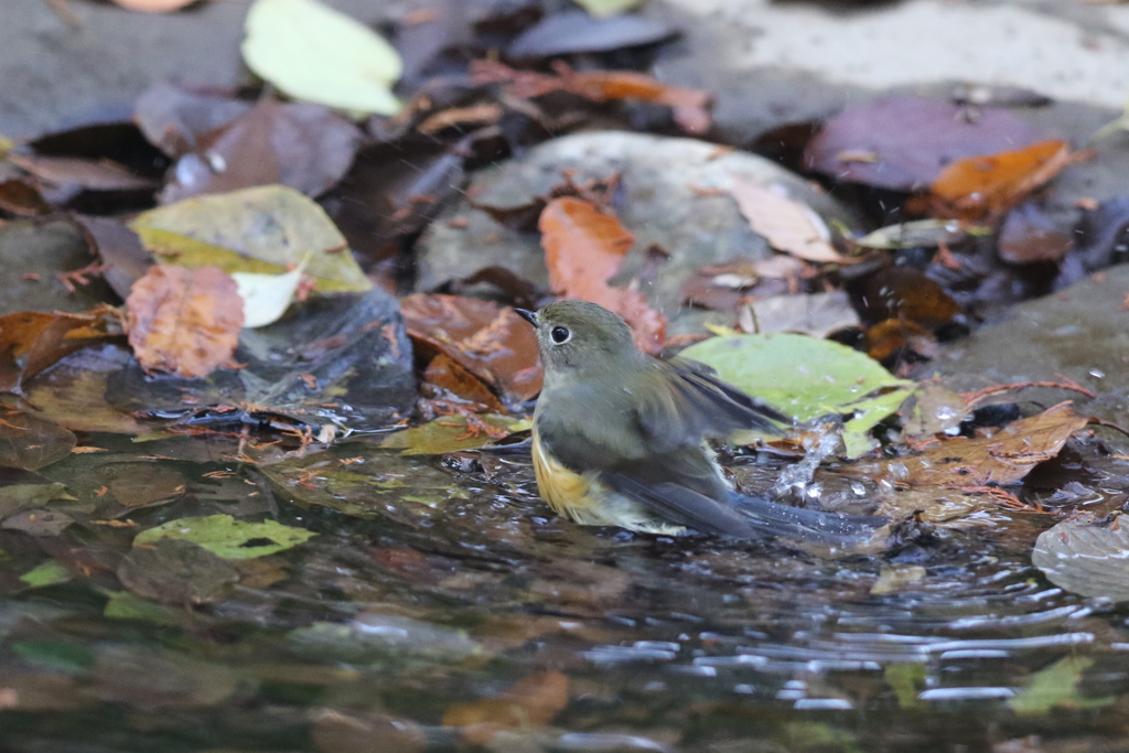 161130-8ルリビタキのお嬢さんのご入浴