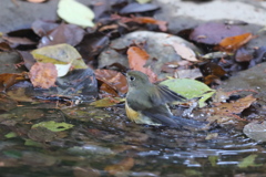 161130-8ルリビタキのお嬢さんのご入浴