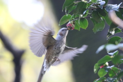 161201-2ホバリングするヒヨドリ