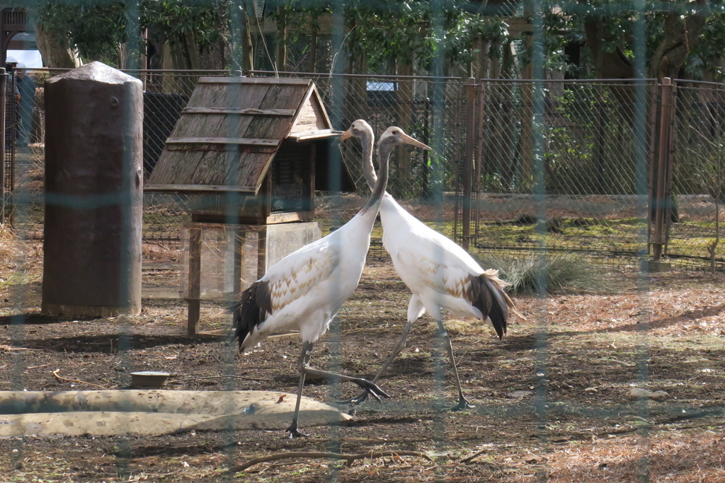 170210-7タンチョウの幼鳥