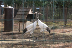 170210-7タンチョウの幼鳥