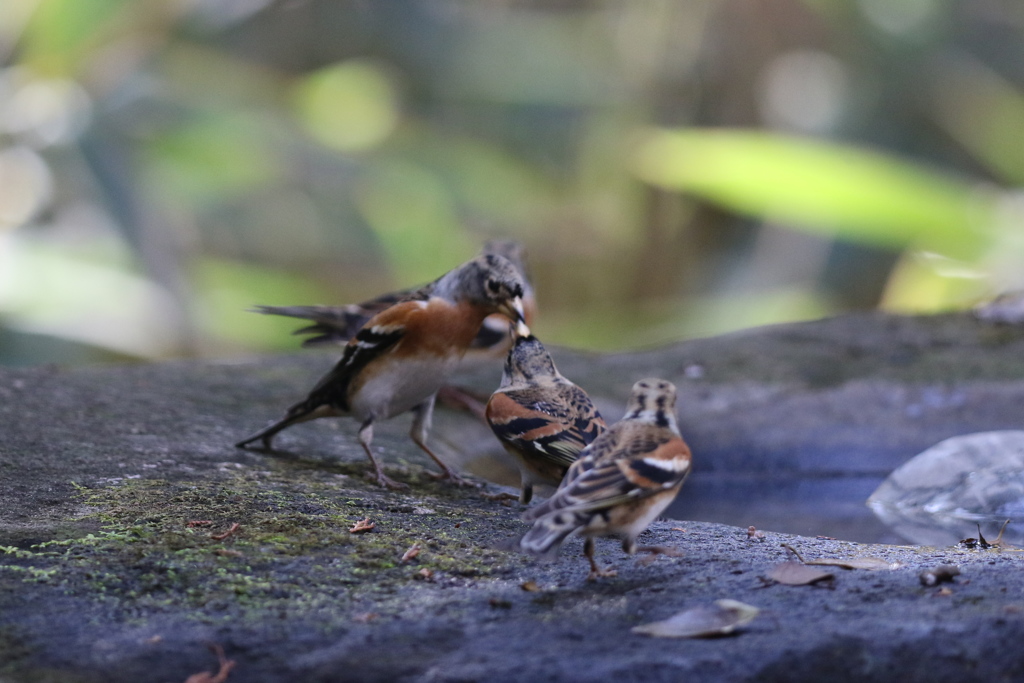 161203-24アトリの喧嘩？（２／２）
