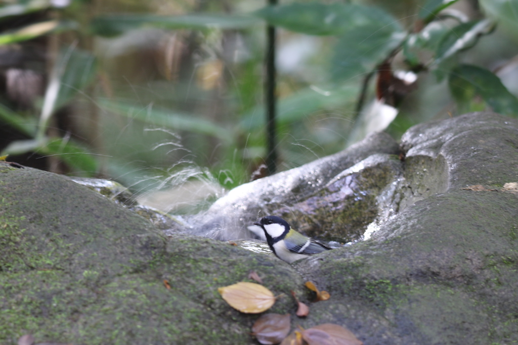 161120-8シジュウカラの水浴び
