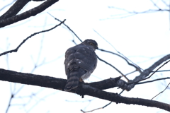 170216-1ツミ♀