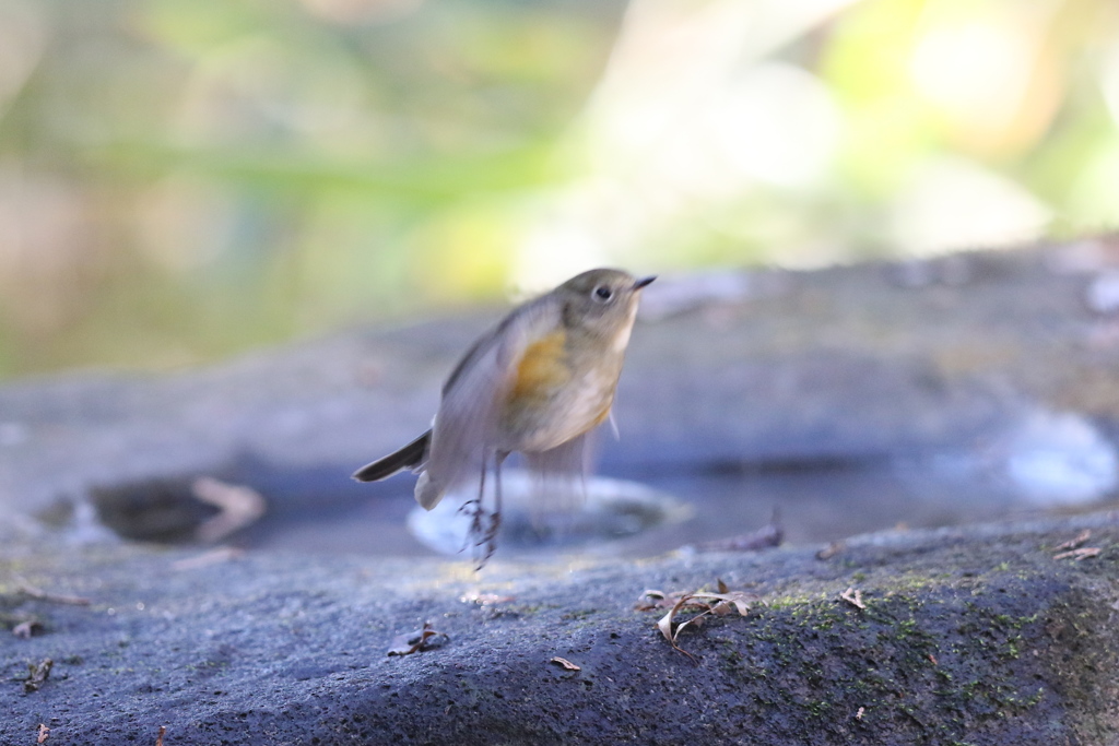 161224-4ジャンプ・ルリビタキ♀