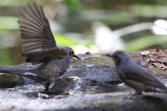 161130-33ヒヨドリ