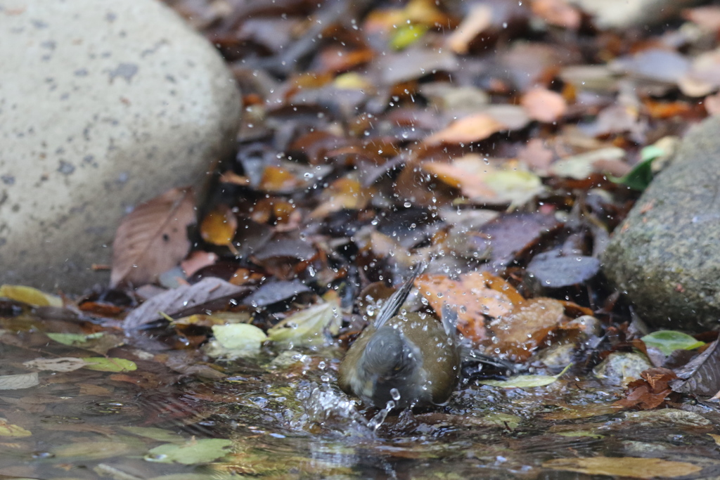 161126-9シロハラ♂の水浴び