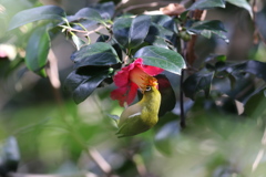 161223-8ツバキの蜜を吸うメジロ（１／２）