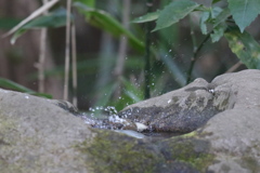 170203-3ウグイスの水浴び