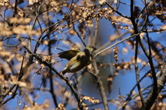 161216-6カワラヒワ