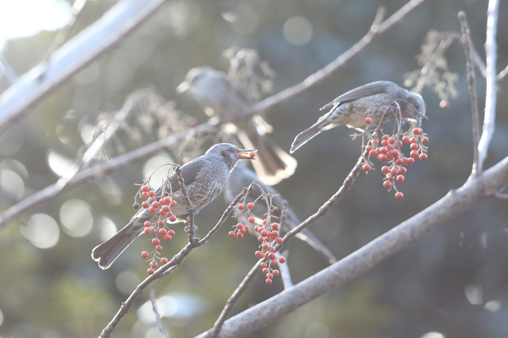 161215-2ヒヨドリの舌