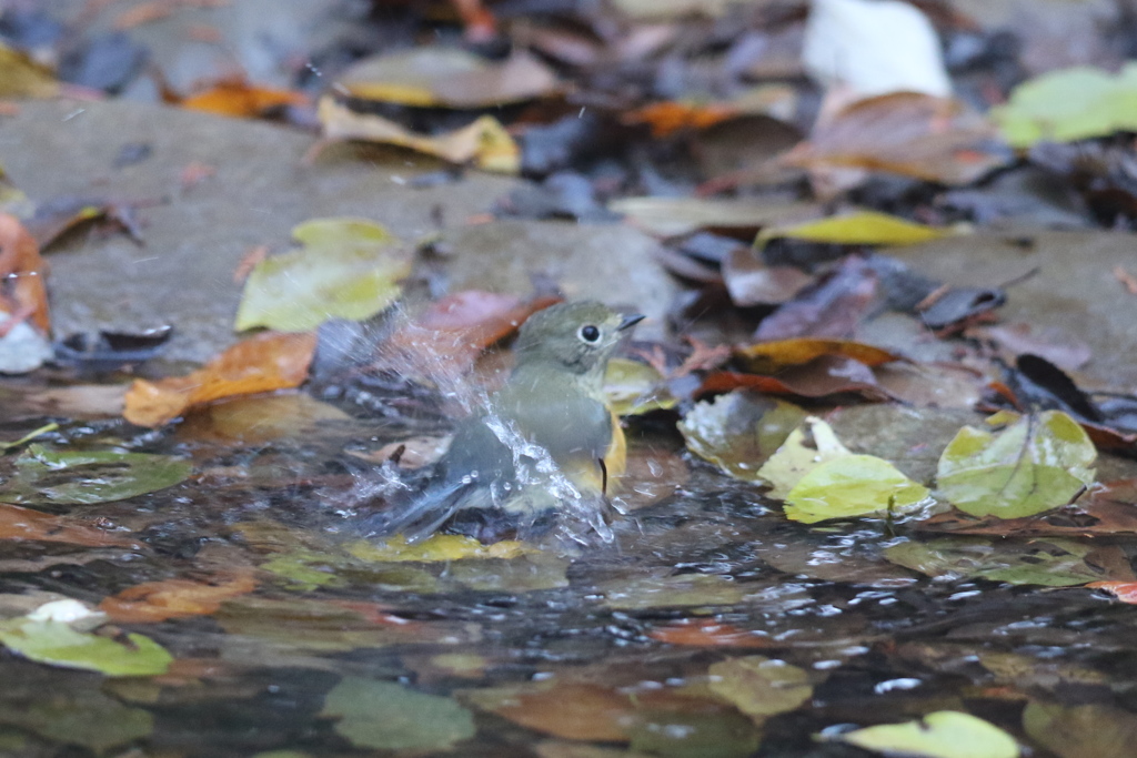 161206-3ルリ娘さんのご入浴
