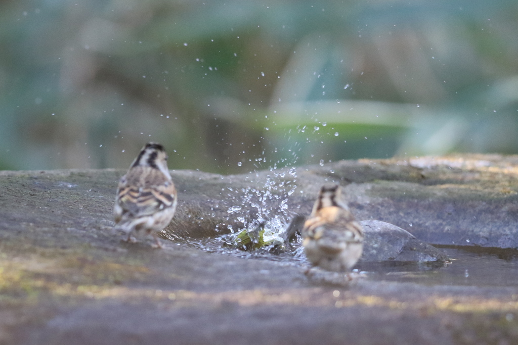 170213-5メジロの水浴びを見ているアトリ
