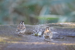 170213-5メジロの水浴びを見ているアトリ