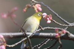 170222-7オオカンザクラの蜜を吸うメジロ